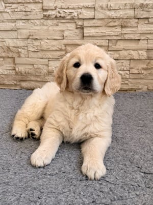 Les chiots de Golden Retriever