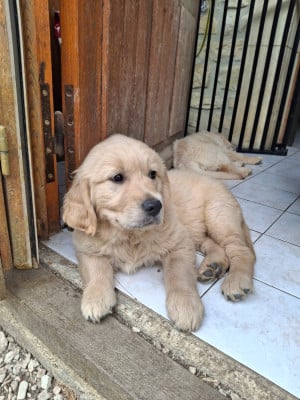 Basile - Golden Retriever