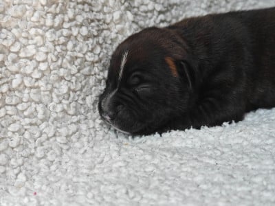 Chiot N°2 - Staffordshire Bull Terrier