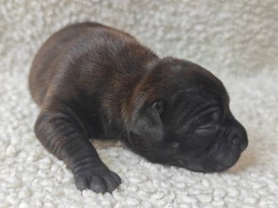 Chiot N°3 - Staffordshire Bull Terrier