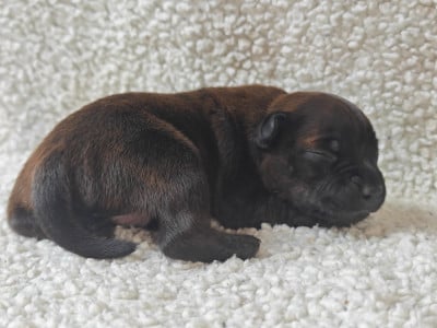 Chiot N°4 - Staffordshire Bull Terrier