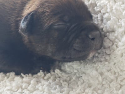 Staffordshire Bull Terrier