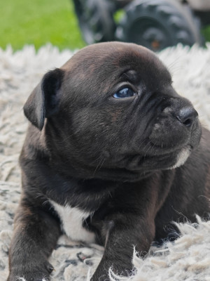 Les chiots de Staffordshire Bull Terrier
