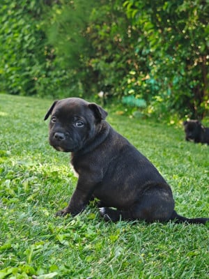 Les chiots de Staffordshire Bull Terrier