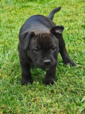 Les chiots de Staffordshire Bull Terrier