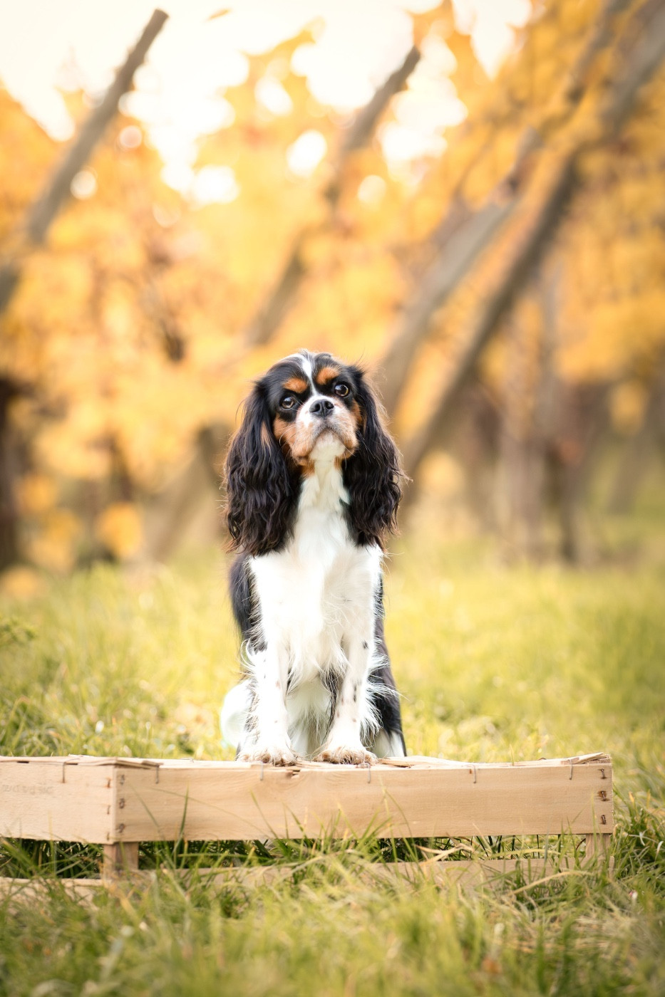 Publication : Des Perles De L'Olympe