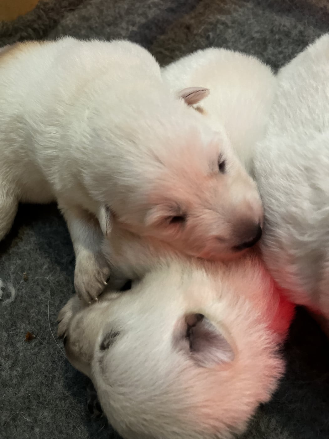 Chiot N°2 - Berger Blanc Suisse