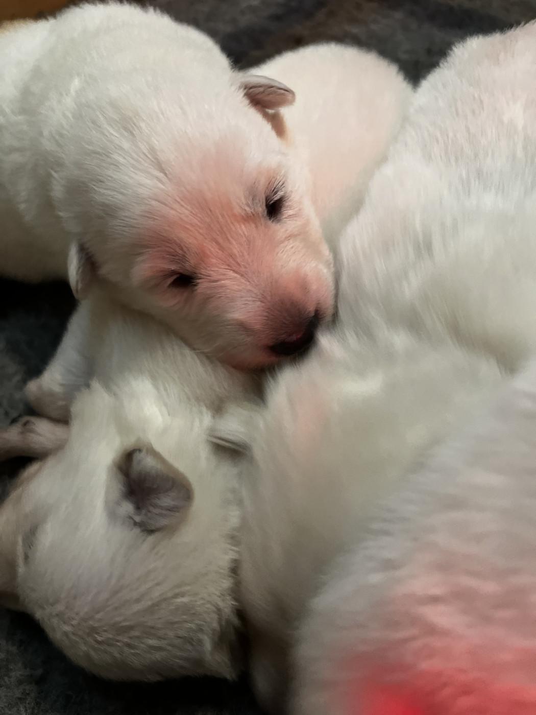 Chiot N°6 - Berger Blanc Suisse