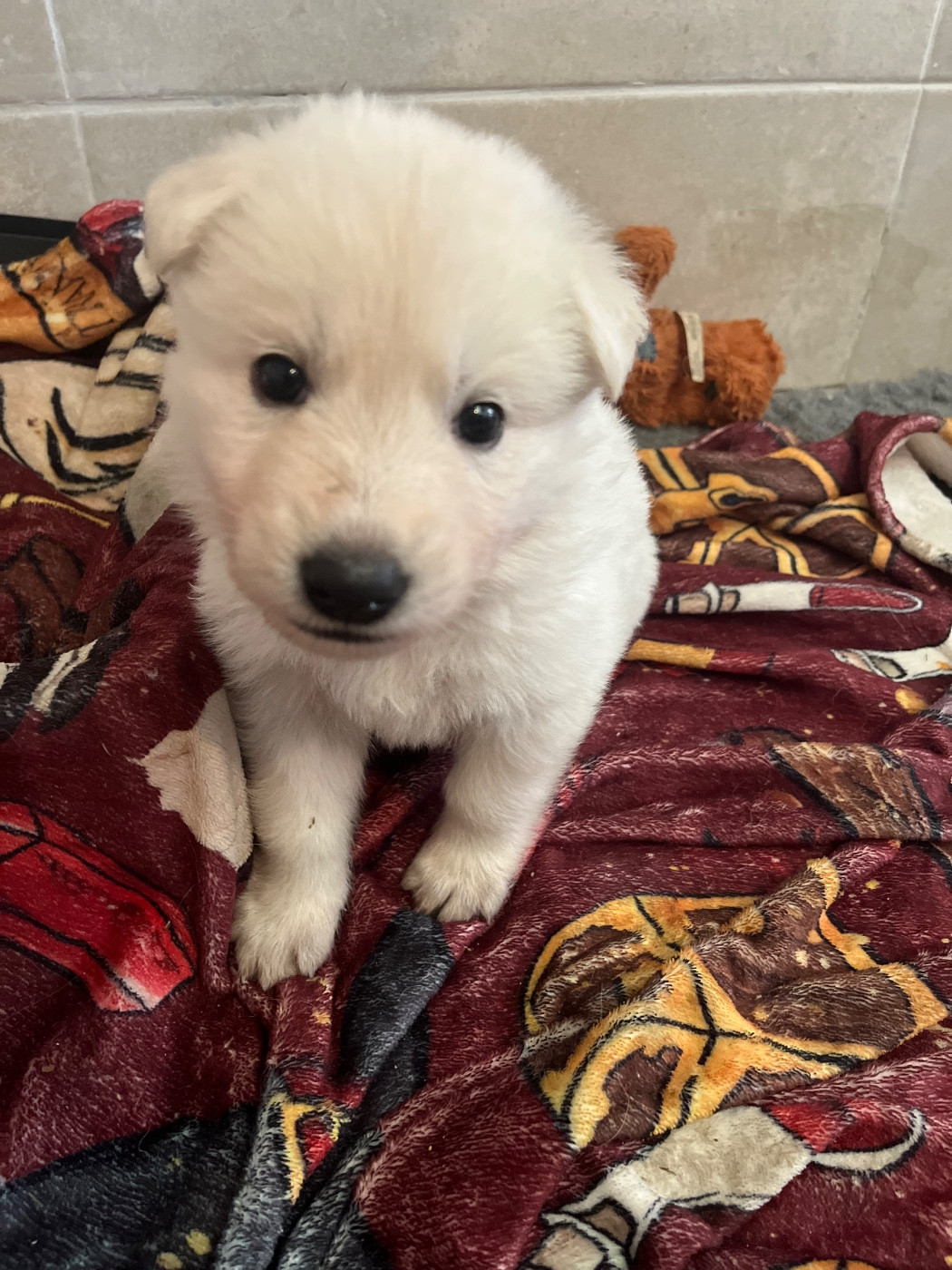 Chiot N°7