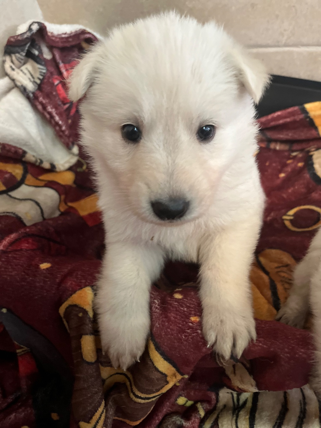 Chiot N°6