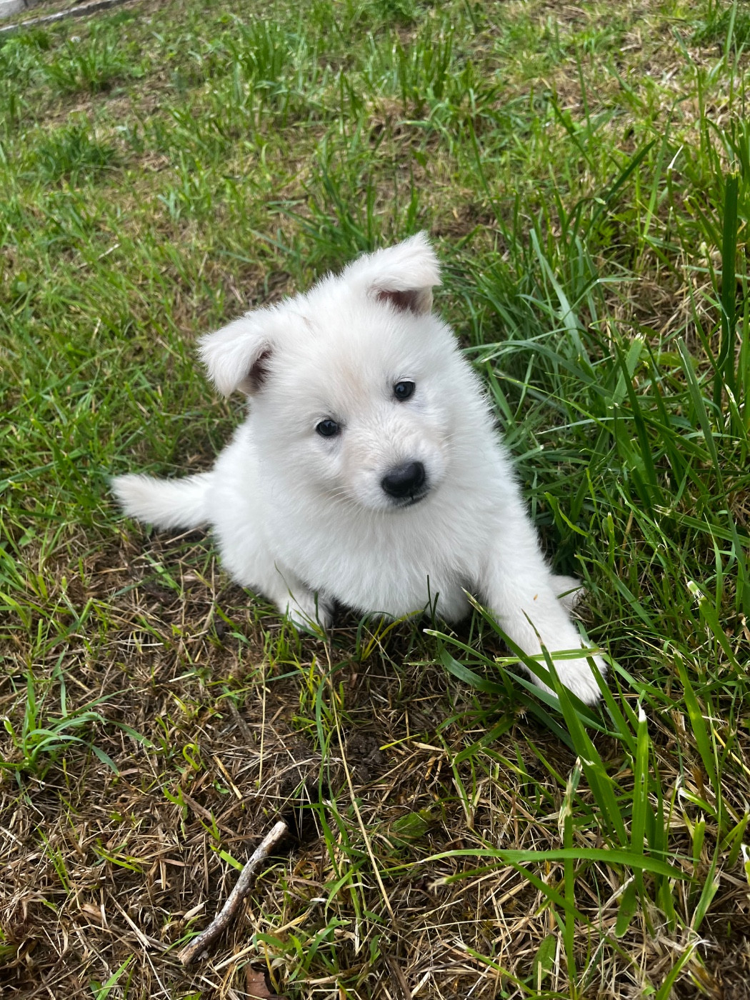 Chiot N°4