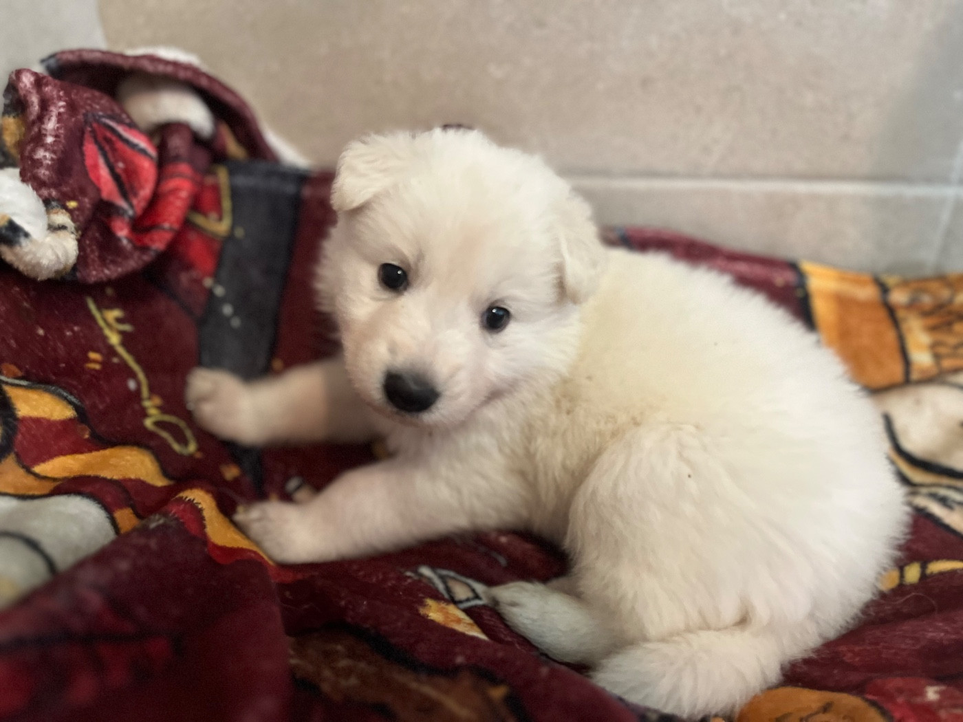 Chiot N°4