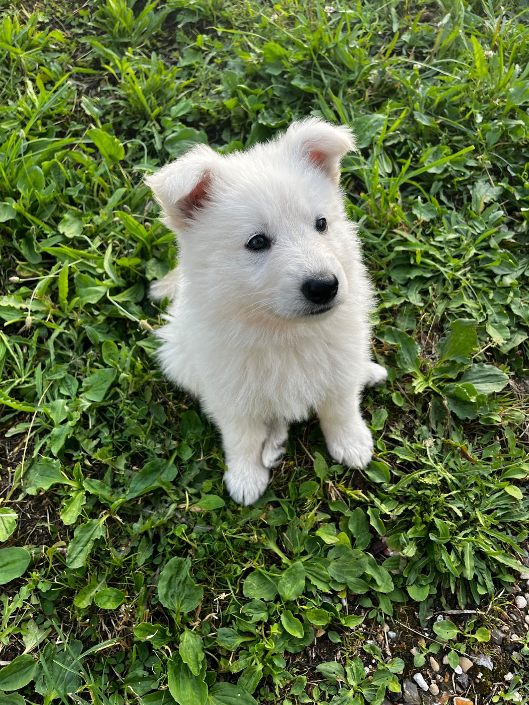 Chiot N°5