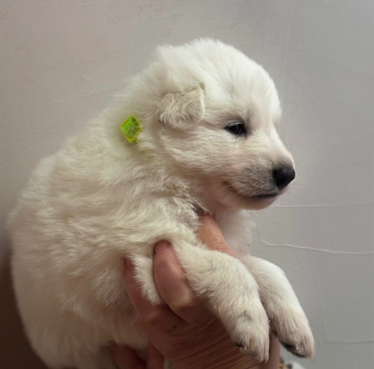 Chiot N°5