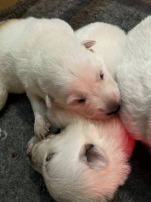 Les chiots de Berger Blanc Suisse