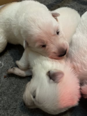 Les chiots de Berger Blanc Suisse