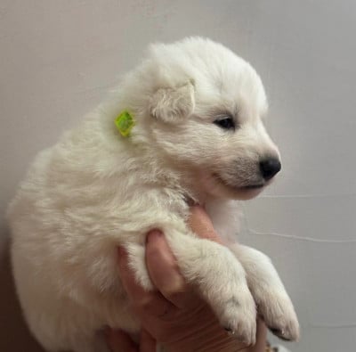 Les chiots de Berger Blanc Suisse