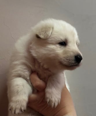 Les chiots de Berger Blanc Suisse