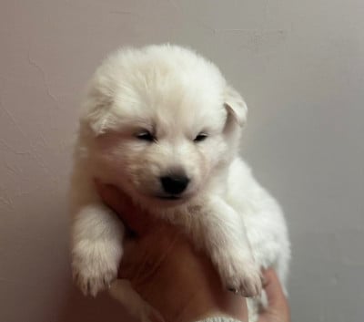 Les chiots de Berger Blanc Suisse
