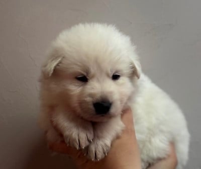 Les chiots de Berger Blanc Suisse