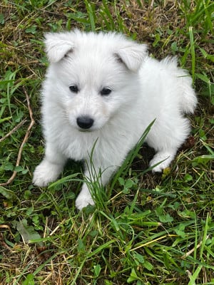 Les chiots de Berger Blanc Suisse
