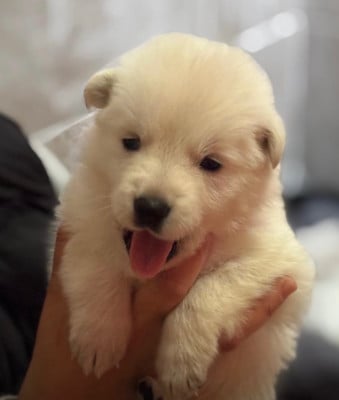 Les chiots de Berger Blanc Suisse