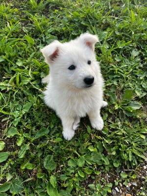 Les chiots de Berger Blanc Suisse