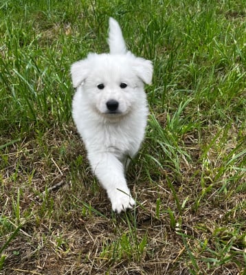 Les chiots de Berger Blanc Suisse