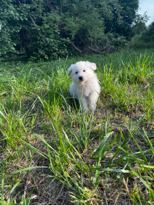 Les chiots de Berger Blanc Suisse