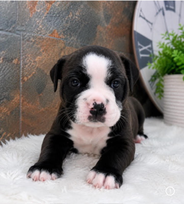 collier jaune - Bulldog continental