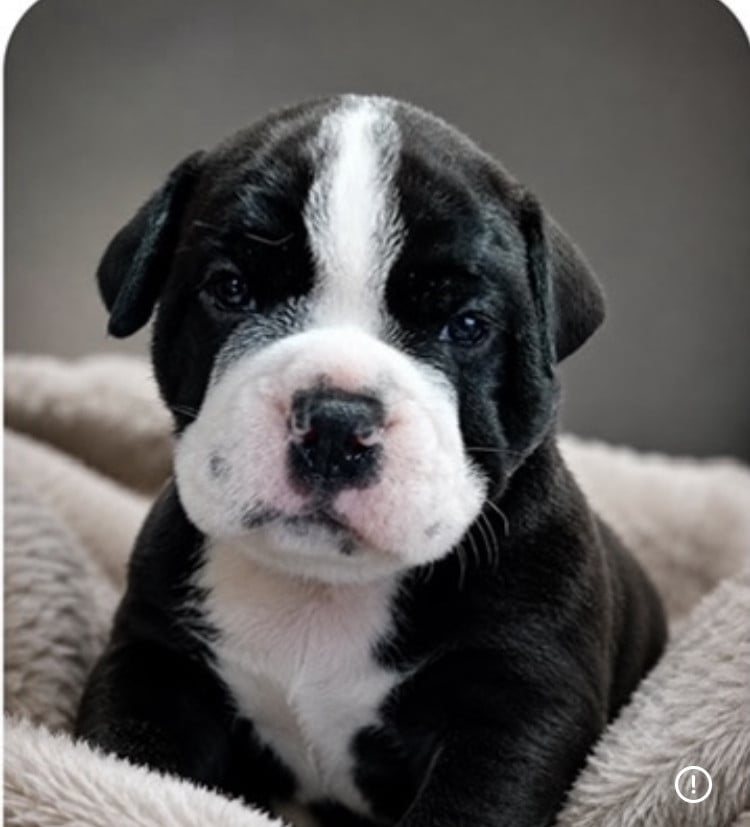 collier bleu - Bulldog continental