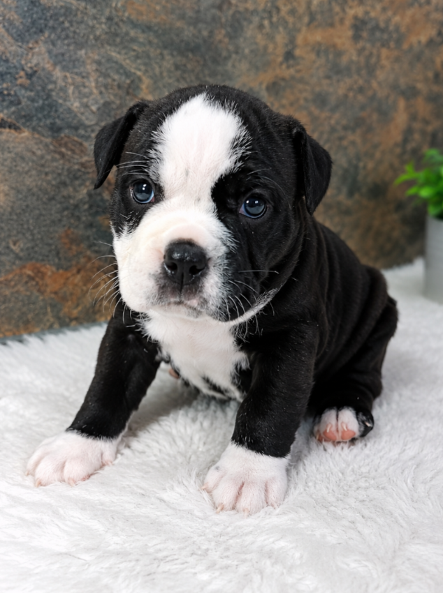 collier fushia - Bulldog continental
