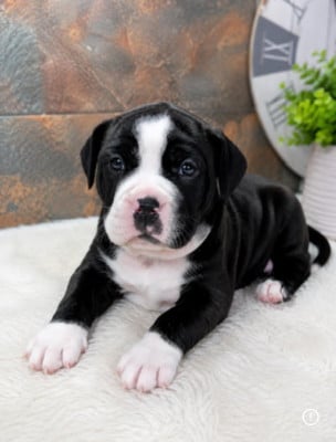 Les chiots de Bulldog continental