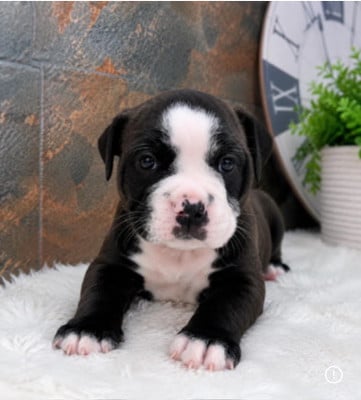 Les chiots de Bulldog continental