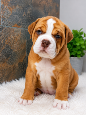 Les chiots de Bulldog continental