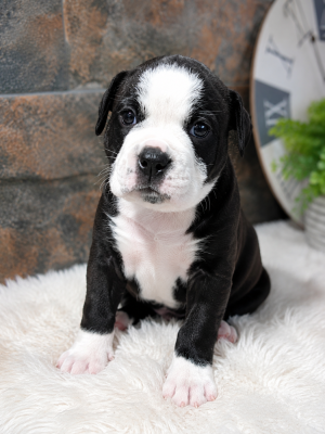 Les chiots de Bulldog continental