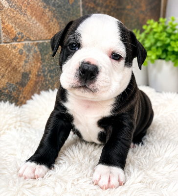 Les chiots de Bulldog continental