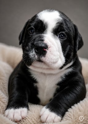 Les chiots de Bulldog continental