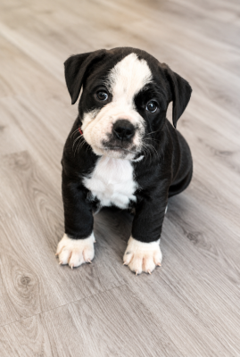 Les chiots de Bulldog continental