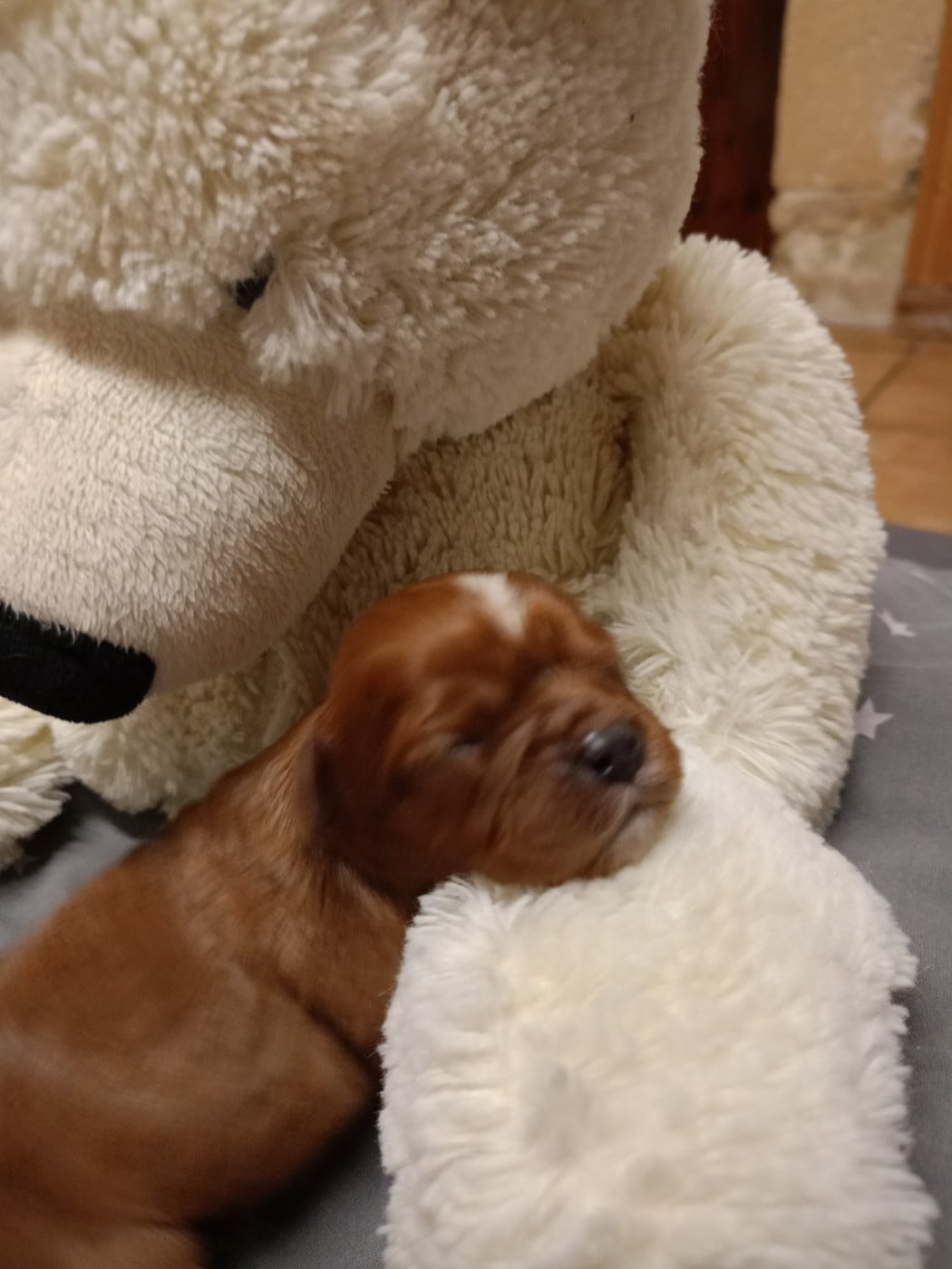 Bahamas - Cavalier King Charles Spaniel