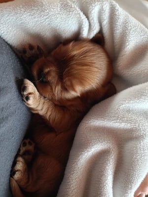 Boston - Cavalier King Charles Spaniel