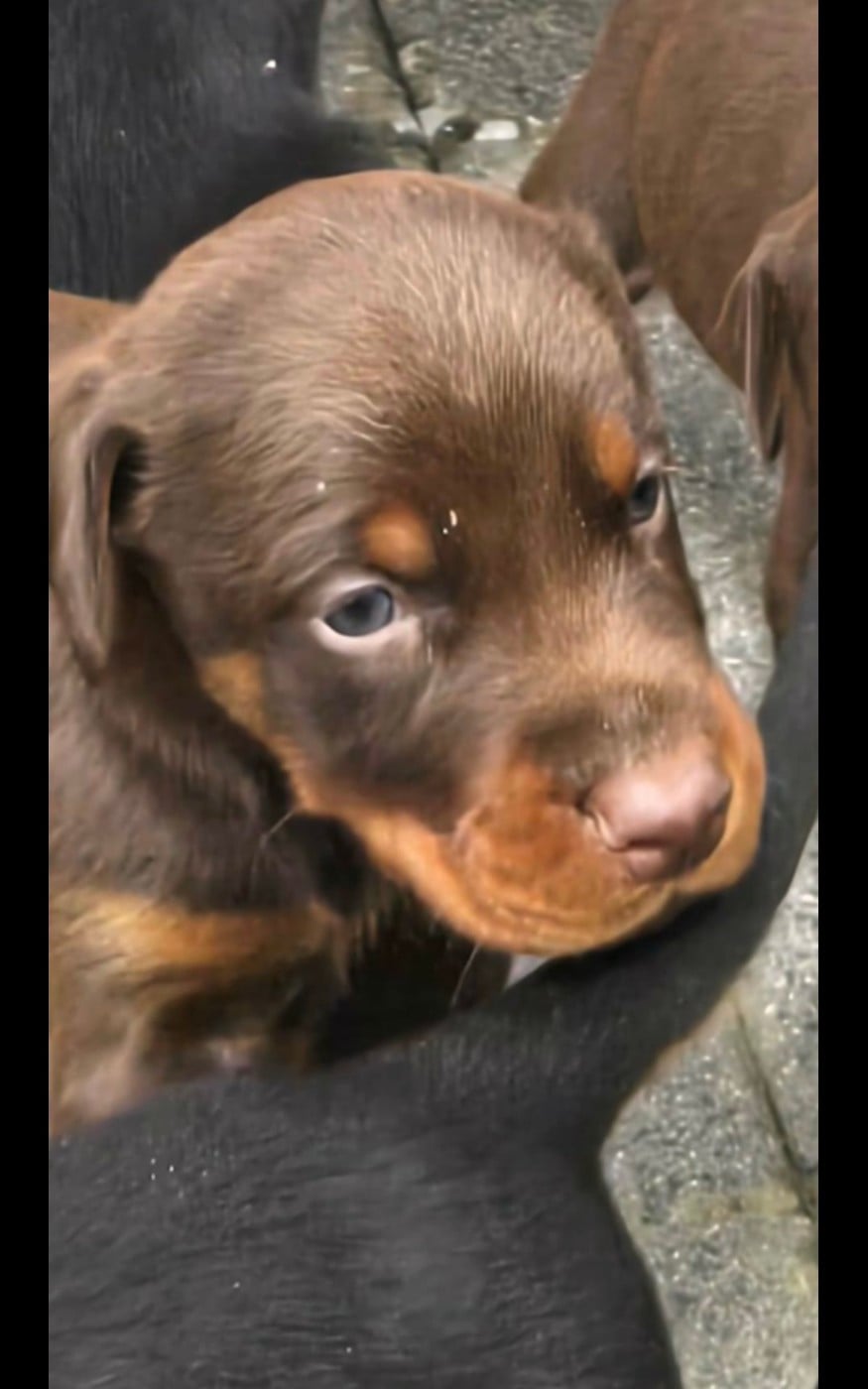 Chiot N°6 - Dobermann