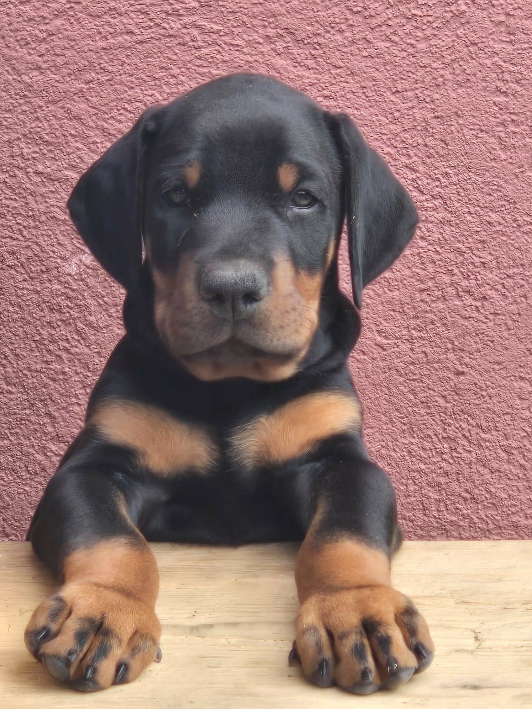 Chiot N°1 - Dobermann