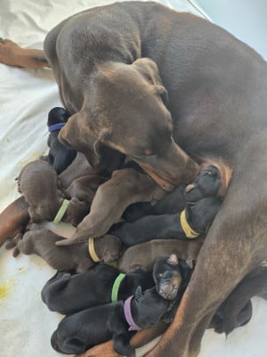 Les chiots de Dobermann