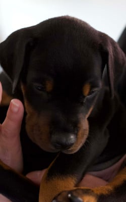 Les chiots de Dobermann