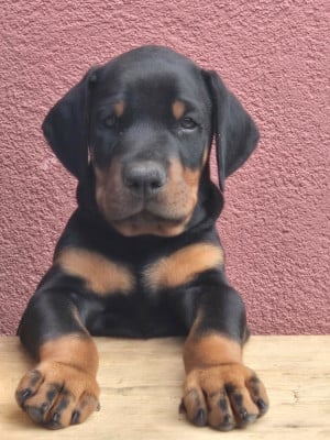 Les chiots de Dobermann