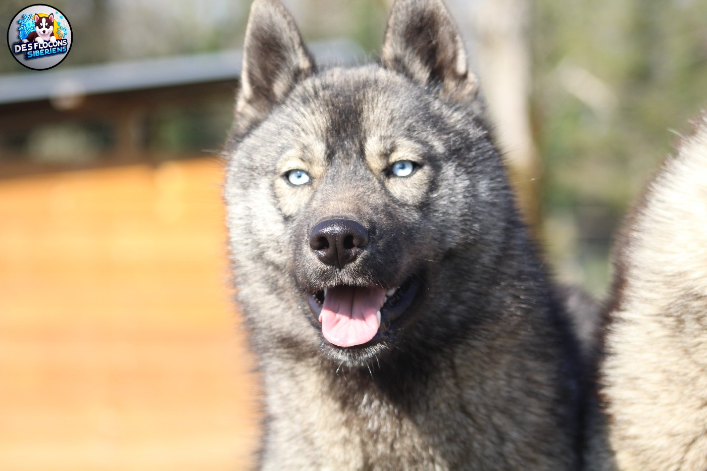 Aloé Des Flocons Sibériens