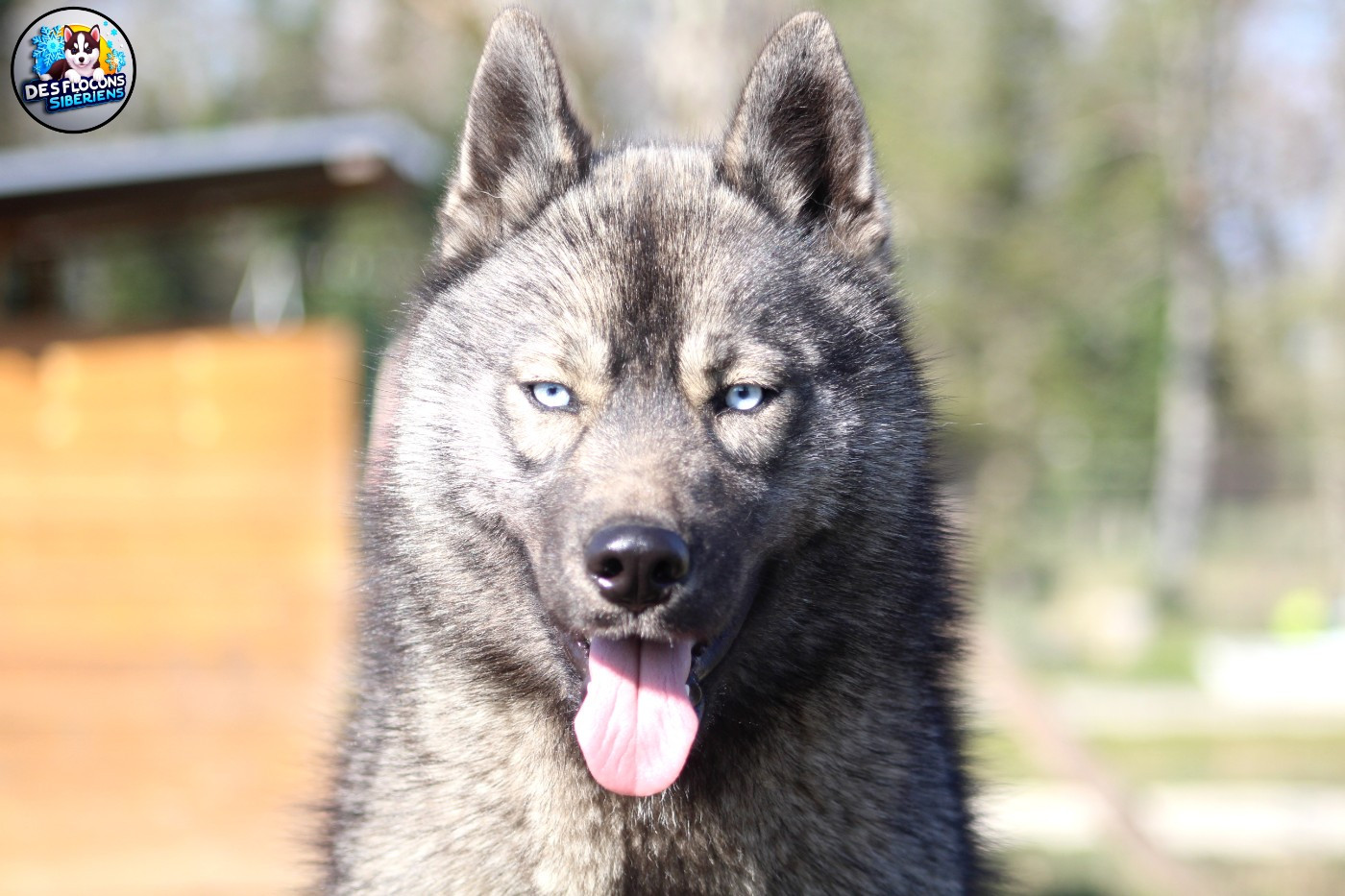 Aloé Des Flocons Sibériens