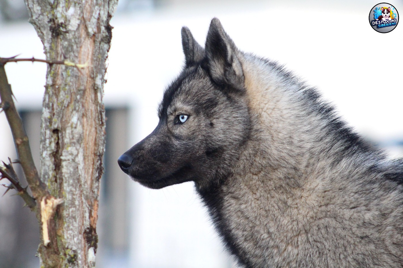Aloé Des Flocons Sibériens