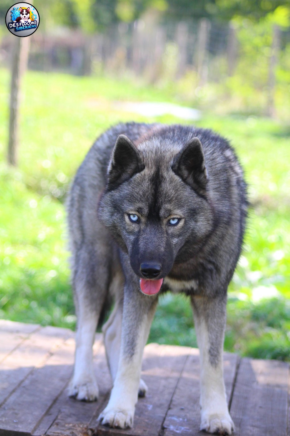 Ayka Des Flocons Sibériens